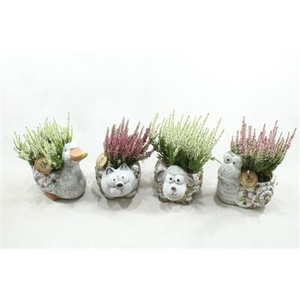 9584 DIEREN MIX CALLUNA
