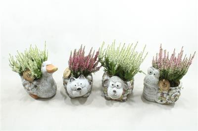 <h4>1561 CALLUNA DIERENMIX</h4>