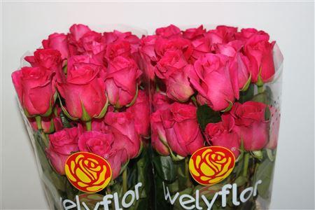 <h4>R GR PINK FLOYD</h4>