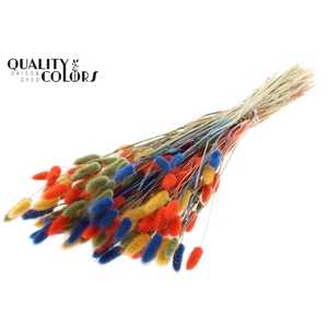 Lagurus Premium per bunch Colourful 6
