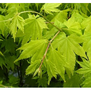 Acer palmatum