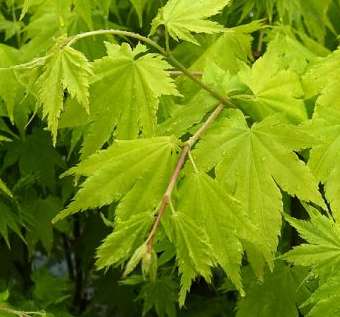<h4>Acer palmatum</h4>