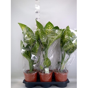 Dieffenbachia seg. 'Tropic Snow'