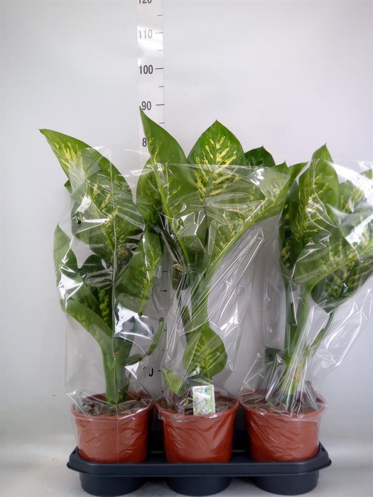<h4>Dieffenbachia seg. 'Tropic Snow'</h4>