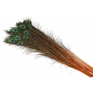 Feather Peacock Natural Orange L90-100