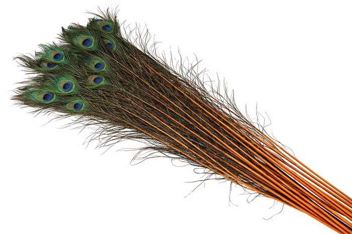 <h4>Feather Peacock Natural Orange L90-100</h4>