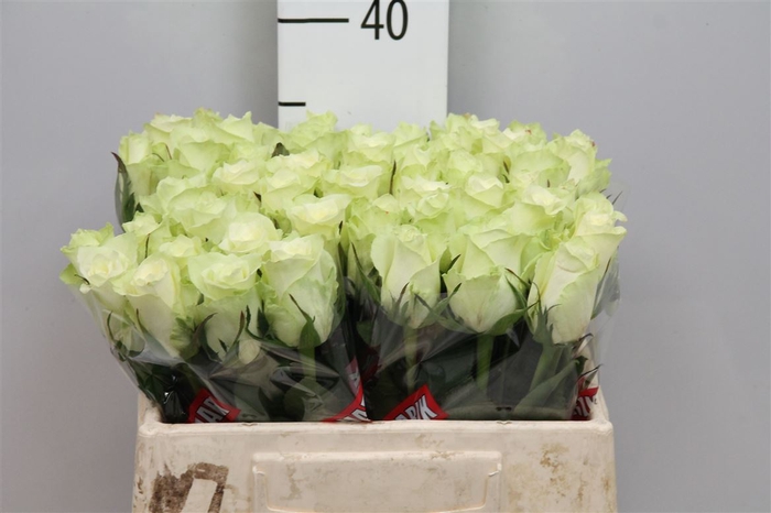 <h4>R Gr Athena</h4>