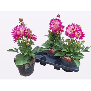 DAHL L MAG ROSE BICO