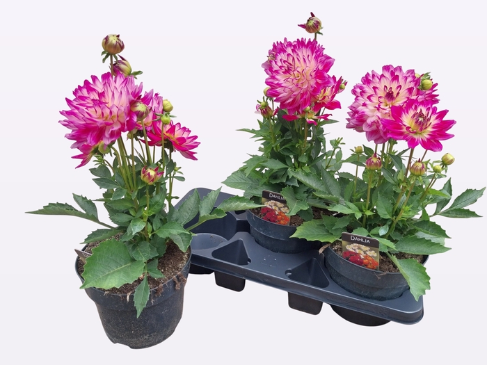 <h4>DAHL L MAG ROSE BICO</h4>