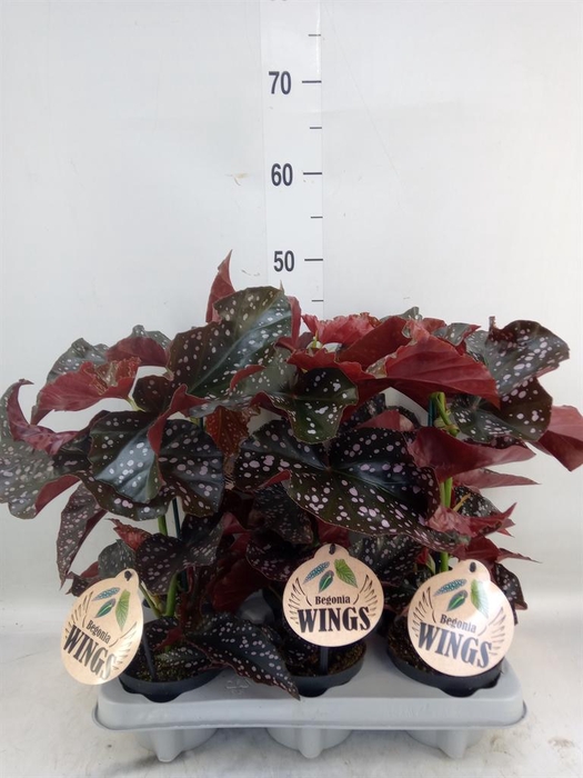 <h4>Begonia maculata</h4>