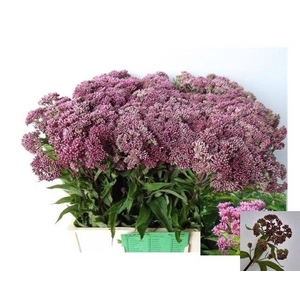 EUPAT PURPUREUM