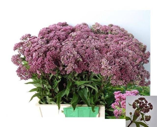 <h4>EUPAT PURPUREUM</h4>