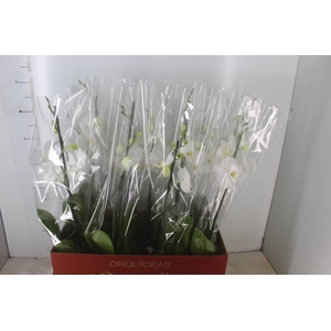 PHALAENOPSIS MIX P12