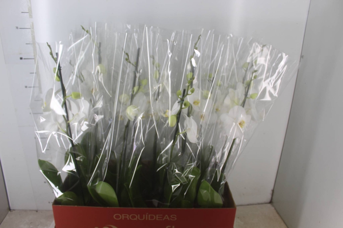 <h4>PHALAENOPSIS MIX P12</h4>