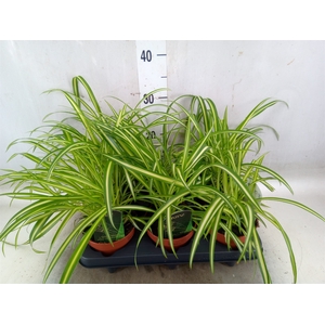 Chlorophytum  'Atlantic'