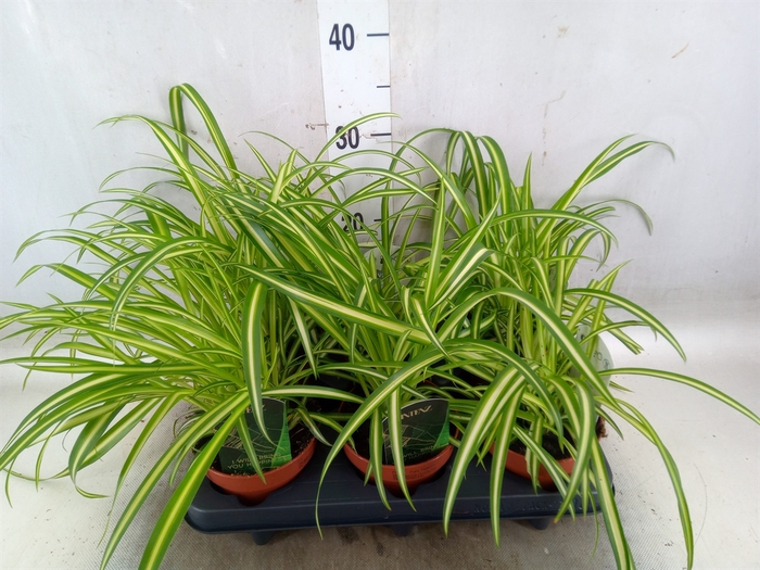 <h4>Chlorophytum  'Atlantic'</h4>
