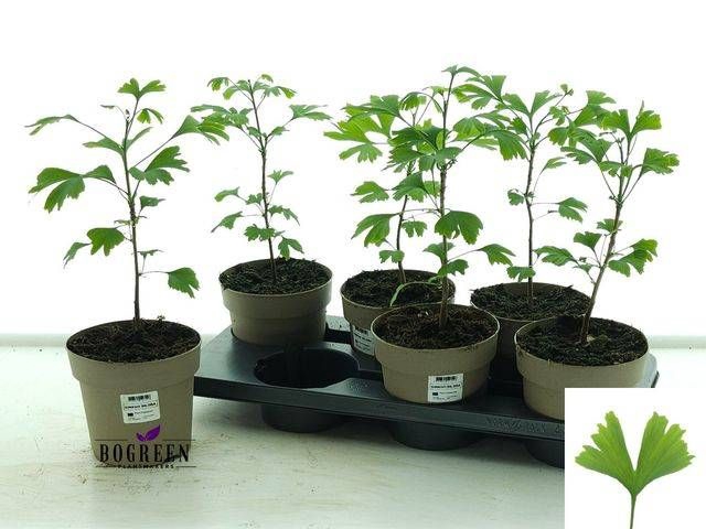 <h4>GINKGO BILOBA</h4>