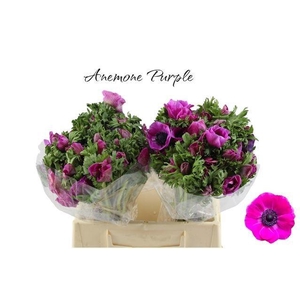 ANEM CO GALIL PURPER