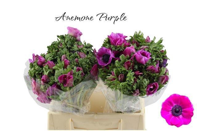 <h4>ANEM CO GALIL PURPER</h4>