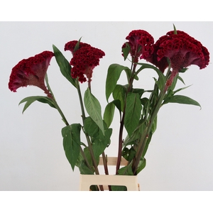 SNIJBLOEMEN OV