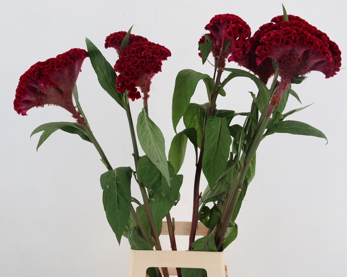 <h4>SNIJBLOEMEN OV</h4>
