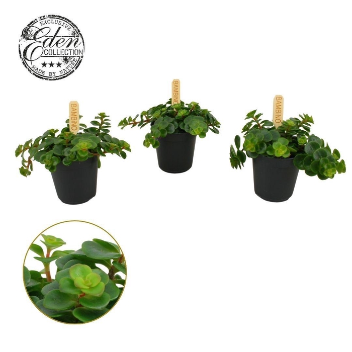 <h4>Sedum Tornado P5.5</h4>