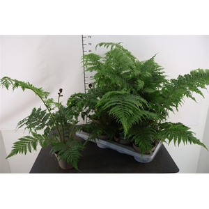 Cyathea 14 Cm. P.. Australis Boomvaren
