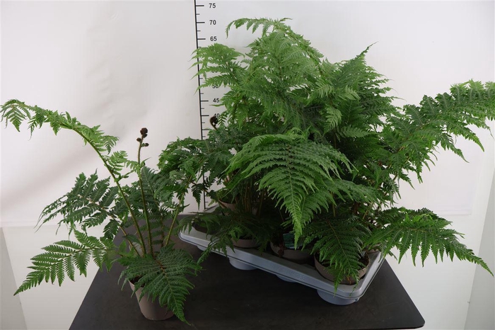 <h4>Cyathea 14 Cm. P.. Australis Boomvaren</h4>