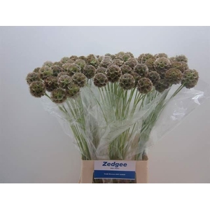 SCABIOSA STELLATA (ZAADDOOS) X20