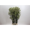 Anigozanthos Green