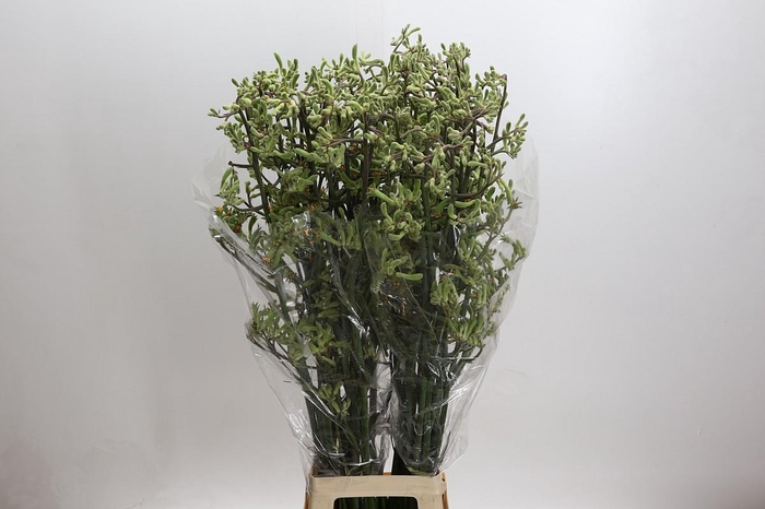 <h4>Anigozanthos Green</h4>