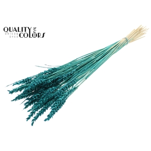 Triticum per bunch Intense Turquoise