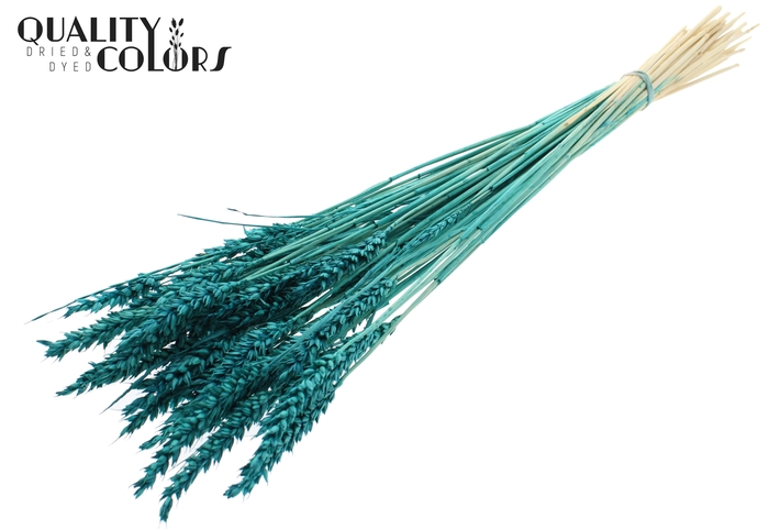 Triticum per bunch Bleached Turquoise