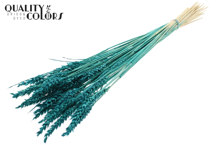 <h4>Triticum per bunch Intense Turquoise</h4>