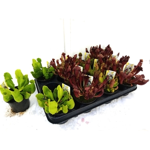 SARRACENIA OV