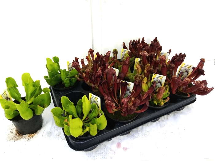 <h4>SARRACENIA OV</h4>