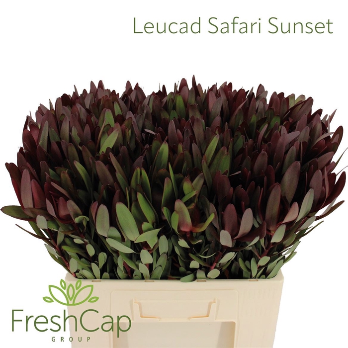 <h4>Leucad Safari Sunset</h4>