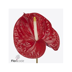 Anthurium rambla