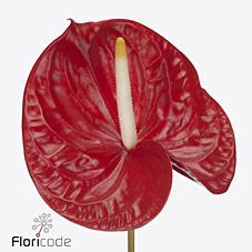 <h4>Anthurium rambla</h4>