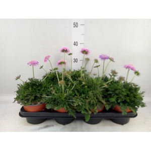 Scabiosa columb. 'Pink Mist'