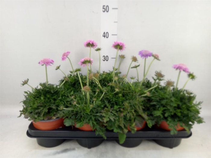 <h4>Scabiosa columb. 'Pink Mist'</h4>