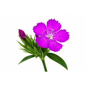 Dianthus Br Amazon Neon Purple