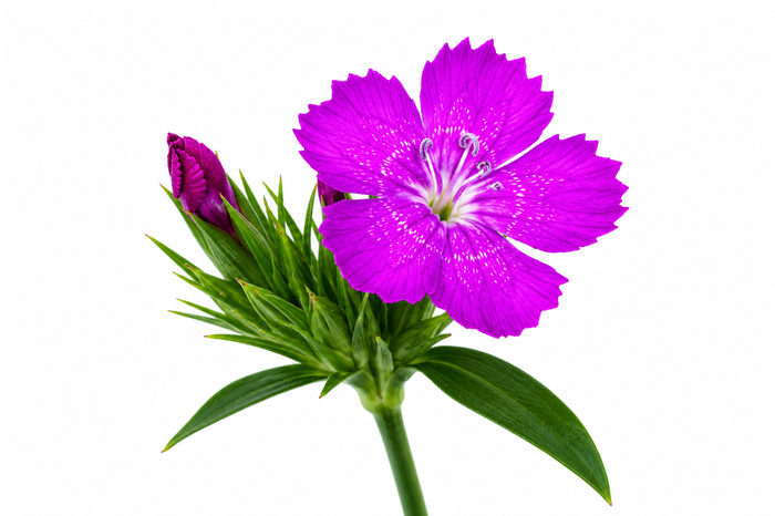 <h4>Dianthus Br Amazon Neon Purple</h4>