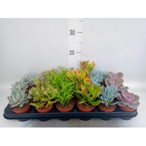 Succulents   ...mix 6