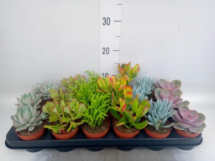 <h4>Succulents ...mix 6</h4>