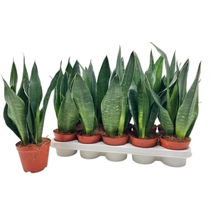 Sansevieria trif. overig