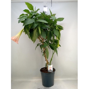 Brugmansia   ...