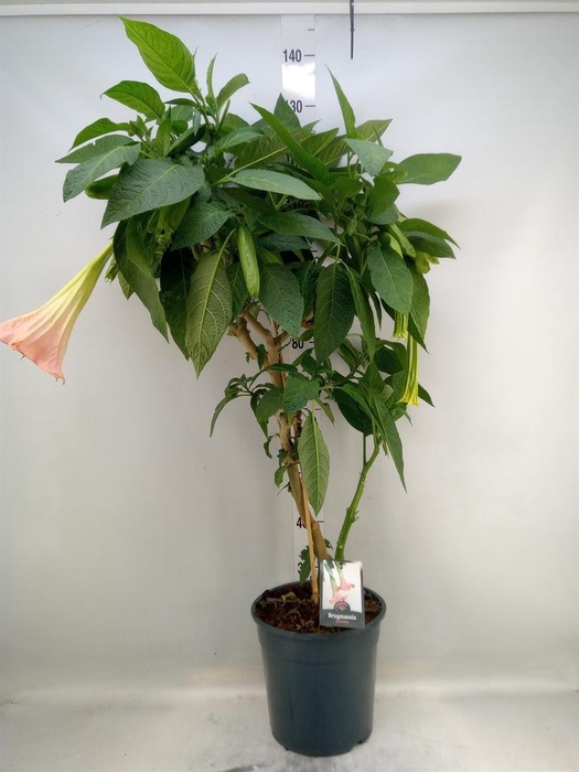 Brugmansia   ...