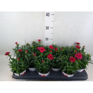 Dianthus  'Oscar Red'