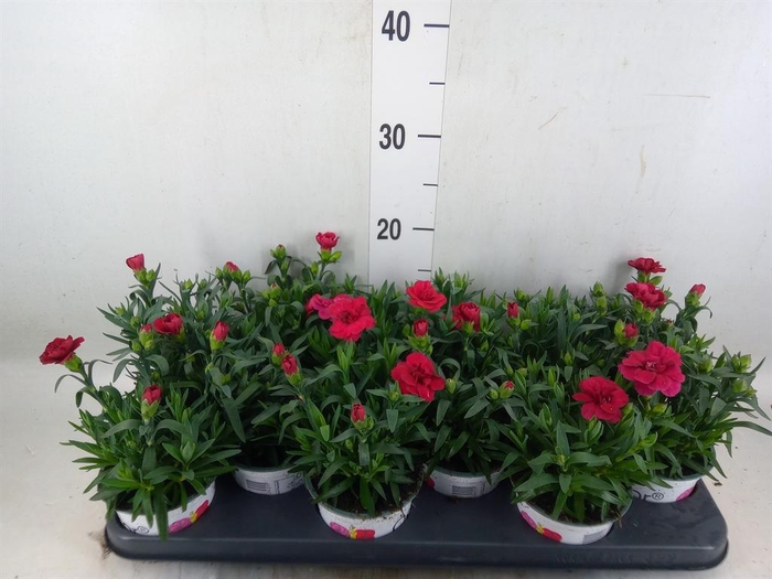 <h4>Dianthus  'Oscar Red'</h4>